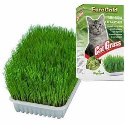 Cat Grass Kedi Çimi